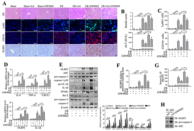 Inhibition of PPAR&#x03B3; abolishes the protective effects of AA against I/R-induced inflammatory injury and NLRP3 inflammasome activation.