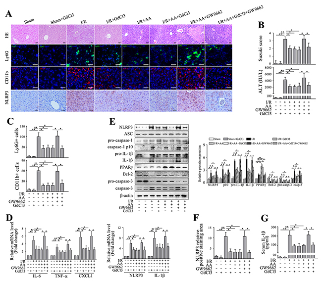 Inactivation of KCs contributes to AA-induced protection against liver I/R injury.