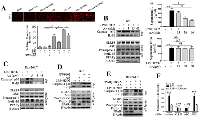 AA suppresses NLRP3 inflammasome activation via PPAR&#x03B3; in vitro.