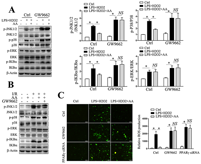 PPAR&#x03B3;/ROS/MAPK and PPAR&#x03B3;/ROS/NF-&#x03BA;B signaling pathways involve in AA-mediated suppression of NLRP3 inflammasome.