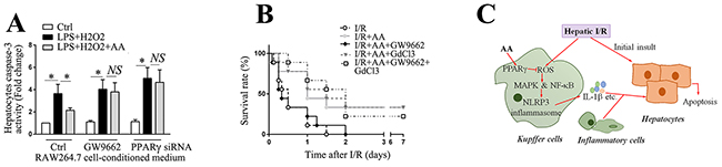 AA blocks the detrimental effect of macrophage activation on hepatocyte viability and improves survival in a lethal hepatic I/R injury model.