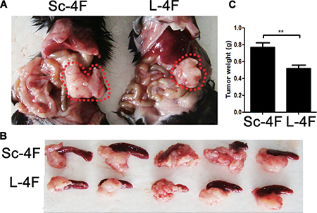 L-4F delays H7 tumor progression in mice.