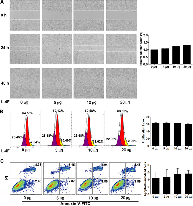 L-4F could not directly attenuate H7 cell invasion or proliferation and did not induce apoptosis.