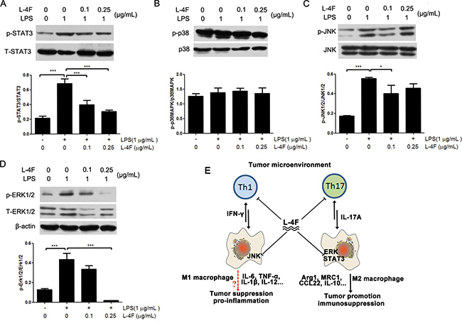 L-4F down-regulated STAT3 and MAPK signaling pathways in lipopolysaccharide-treated RAW 264.7 cells.
