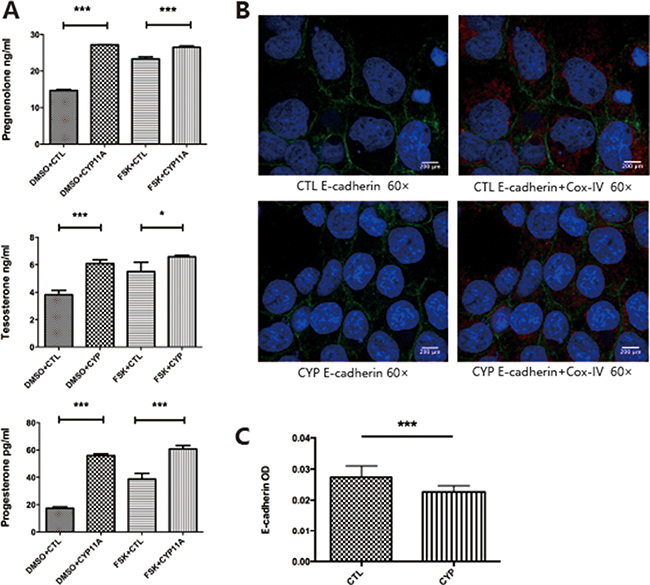 Overexpression of CYP11A1 induces androgen production and syncytiotrophoblast formation in BeWo cell line.