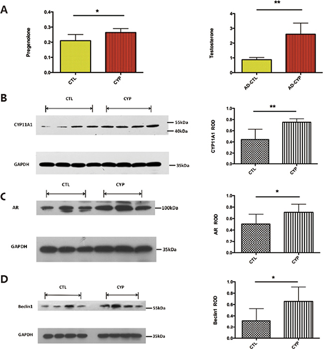 Adenovirus induced CYP11A1 expression in pregnant rats induce androgen receptor (AR) mediated pathway.