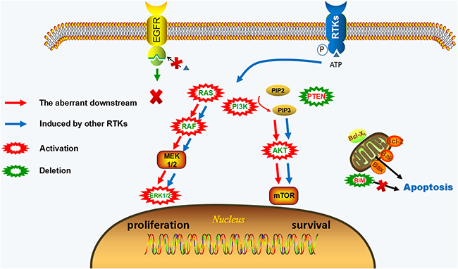 EGFR-independent resistance mechanisms of irreversible EGFR-TKIs.