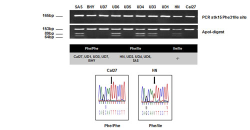 Fig. 1: AurkA/STK15 Phe31Ile polymorphism analysis by PCR-RFLP and subsequent  DNA sequencing.