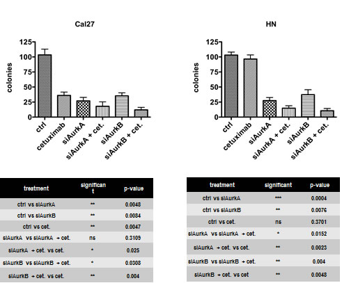 Fig. 3: The knockdown of each kinase caused a drastic and highly significant decrease in clonogenic survival.