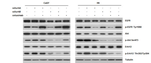 Fig. 6: According to western blot analyses, c etuximab treatment resulted in Tyr1068 phosphorylation of EGFR in cetuximab-sensitive Cal27 cells.