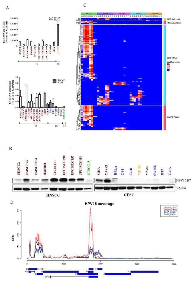 HPV viral gene expression in HNSCC and CESC cell lines and TCGA tumors.