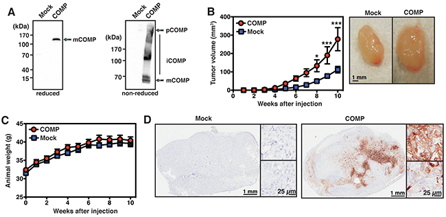 COMP-expressing cells form larger tumors in vivo.
