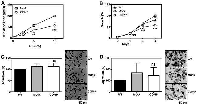 Expression of COMP protects cancer cells against complement.