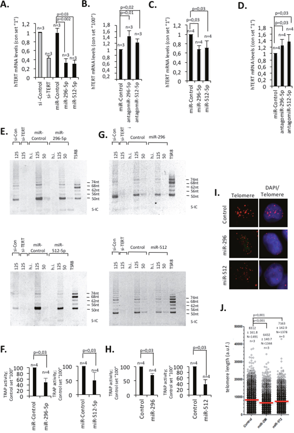 miR-296-5p and miR-512-5p act as negative regulators of telomerase activity and telomere length by targeting hTERT expression.