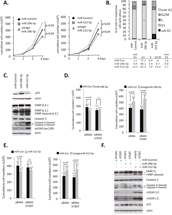 miR-296-5p and miR-512-5p suppress hTERT-mediated protection from apoptosis and senescence in basal type breast cancer cells.