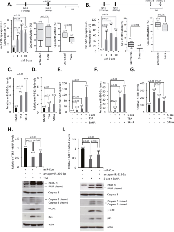 Epigenetic silencing of miR-296-5p and miR-512-5p ensures hTERT expression in basal-type breast cancer cells.