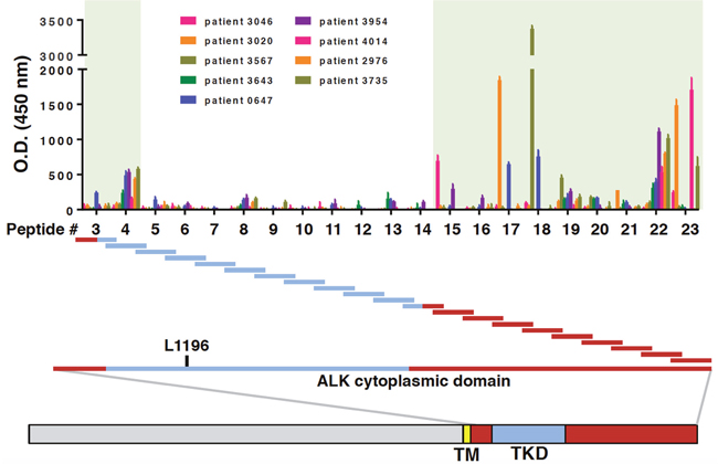 ALK autoantibodies from ALK-positive NSCLC patient recognize different epitopes outside the ALK tyrosine kinase domain.