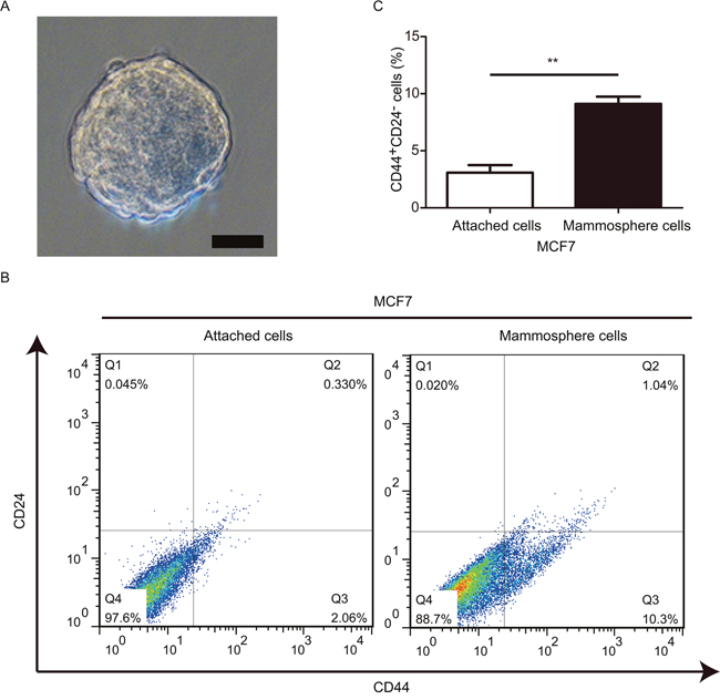 Mammosphere-derived cells exhibit a relative higher frequency of BCSCs.