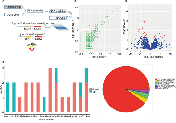 Discrepancy and characterizations in circRNA expression signature between BCSCs and non-BCSCs.