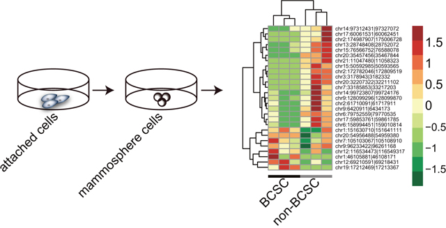 Hierarchical clusters of aberrantly expressed circRNAs between BCSCs and non-BCSCs.