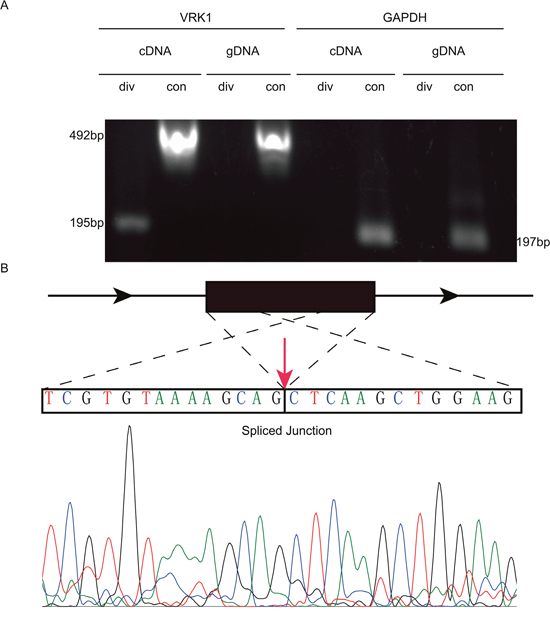 PCR and Sanger sequencing validates the existence of circVRK1.