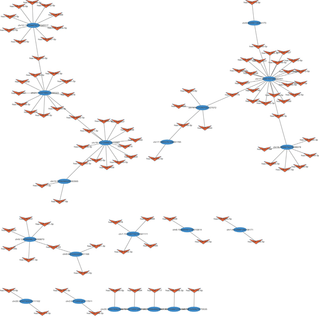 The circRNA/miRNA network analysis.