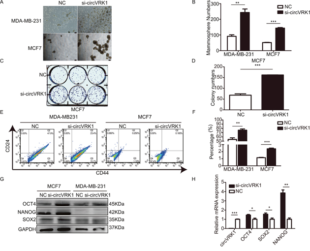 CircVRK1 displays a negative regulatory effect on self-renewal capacity, BCSCs&#x2019; expansion and expression levels of stemness-related markers in vitro.