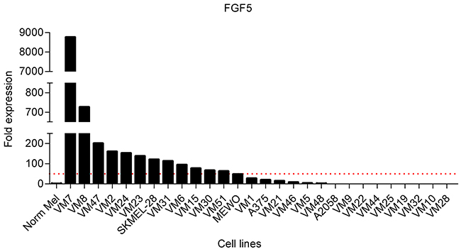 FGF5 is overexpressed in melanoma cell lines.