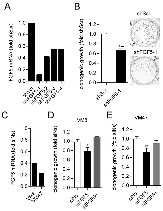 Silencing of FGF5 reduces in vitro clonogenicity of melanoma cells with high endogenous FGF5 expression.