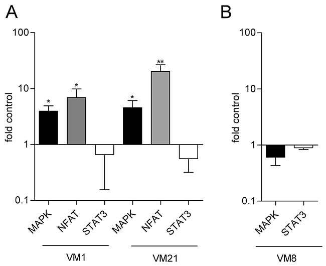Reporter gene assays indicate increased transcriptional activity of the MAPK and NFAT but not the STAT3 axis in FGF5 overexpressing melanoma cells.
