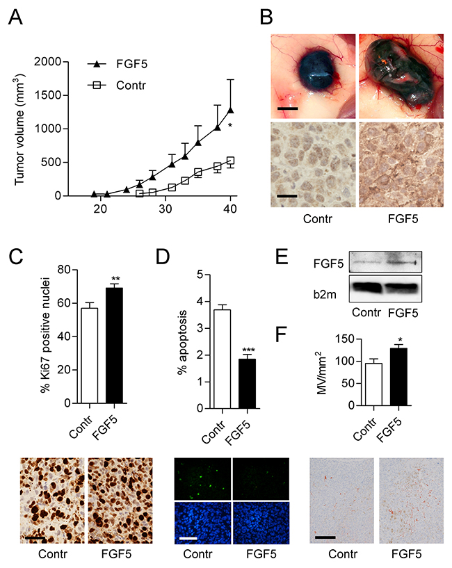 FGF5 enhances tumor growth and proliferation index in vivo.