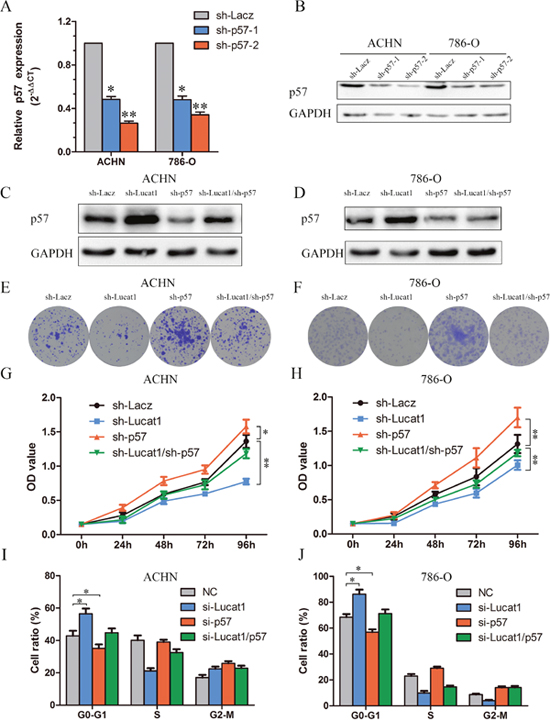 Silencing of p57 is partly involved in the oncogenic function of Lucat1.