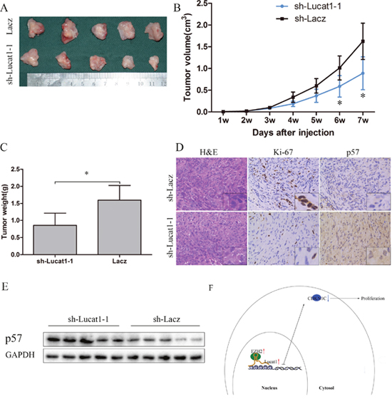 Lucat1 induced proliferation in vivo.