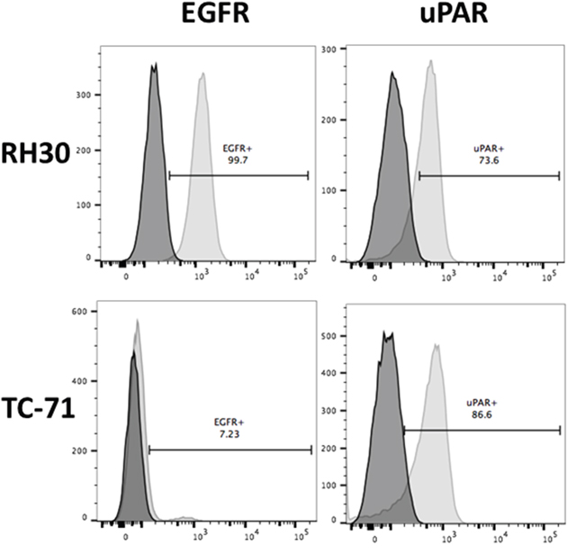 Surface expression of EGFR and uPAR on RH30 (RMS) and TC-71 (EWS) cell lines by flow cytometry.