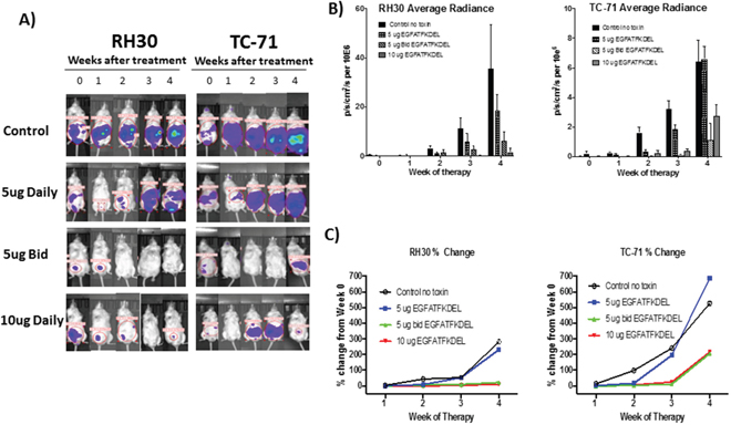 In vivo tumor models.