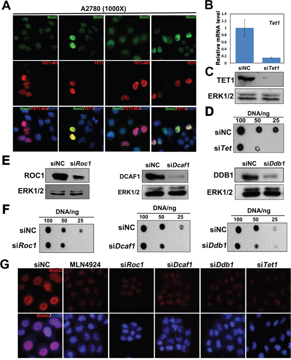 TET1 and CUL4-DDB1 ubiquitin E3 ligase complex depletion decrease 5hmC levels in ovarian cancer cells.