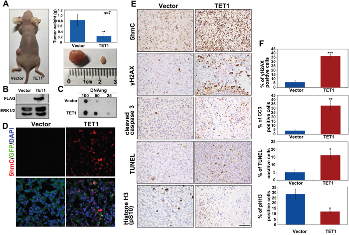 TET1 overexpression in tumors inhibits tumor growth in vivo.