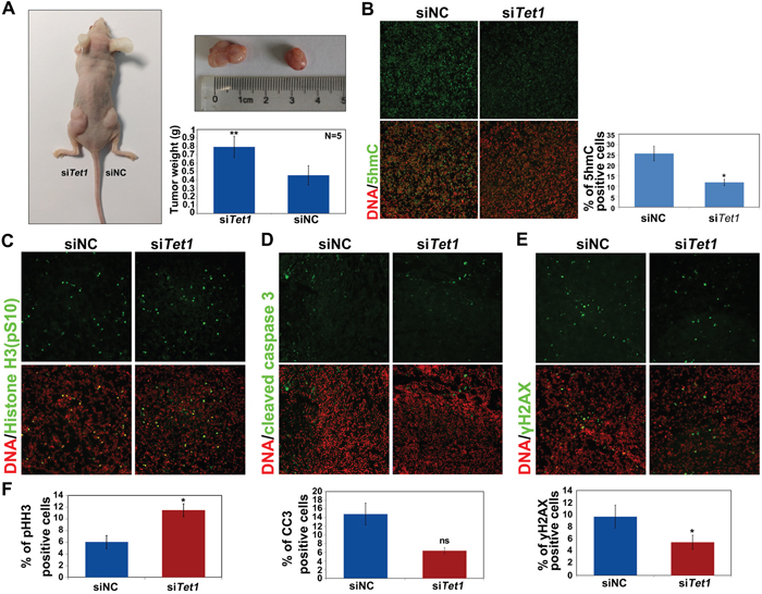 TET1 gene silencing in tumors promotes tumor growth in vivo.