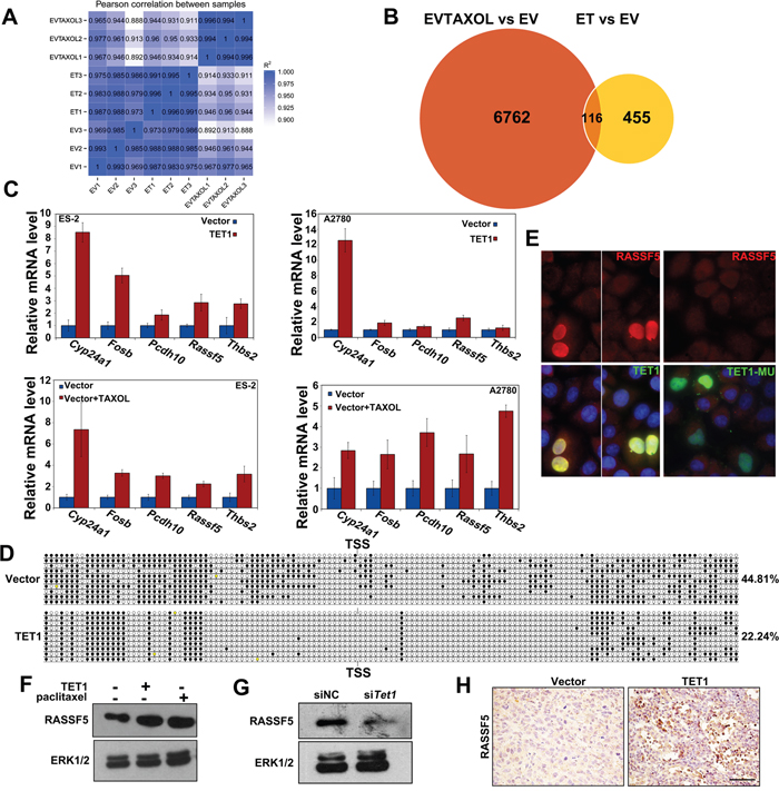 RASSF5 is upregulated in TET1-overexperessing ovarian cancer cells and tumors.