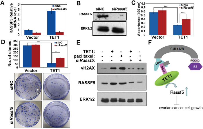 Inhibition of RASSF5 expression rescues TET1-overexpression-induced phenotype of ovarian cancer cells.