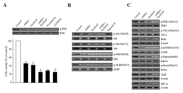 Disturbance of the phosphorylation of Akt/mTOR signaling components by sMEK1, paclitaxel, or sMEK1 plus paclitaxel.