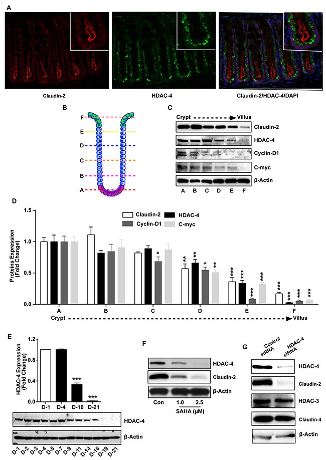 HDAC-4 regulates colonic claudin-2 expression.