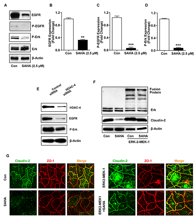 HADC-4 regulates claudin-2 expression in EGFR/ERK1/2-dependent manner.