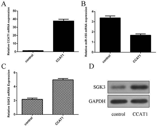 CCAT1 suppressed the miR-155 expression in the PC12 cell.