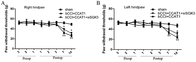 Functional analysis of CCAT1/SGK3 in neuropathic pain model.
