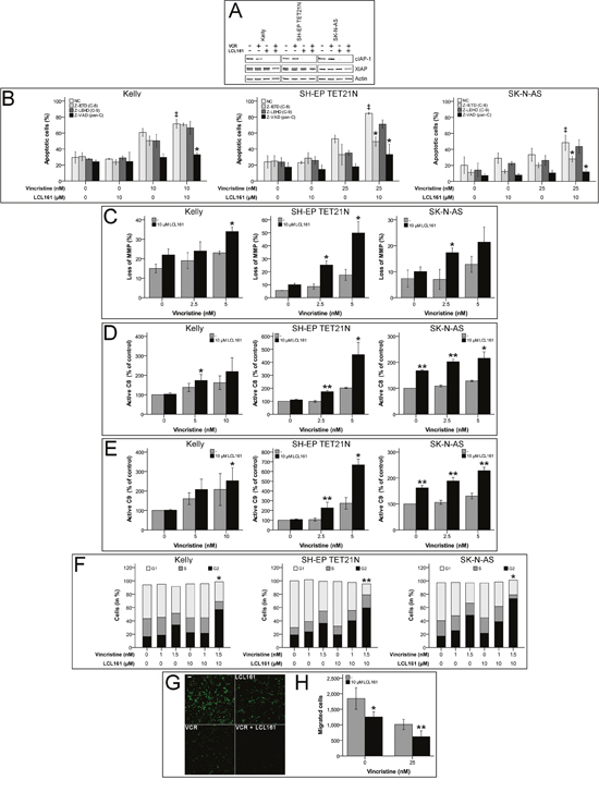Smac mimetic LCL161 cooperates with vincristine to induce activation of extrinsic and intrinsic apoptosis and caspase-dependent cell death, G2 cell cycle arrest and reduction of migratory potential in neuroblastoma cell lines.