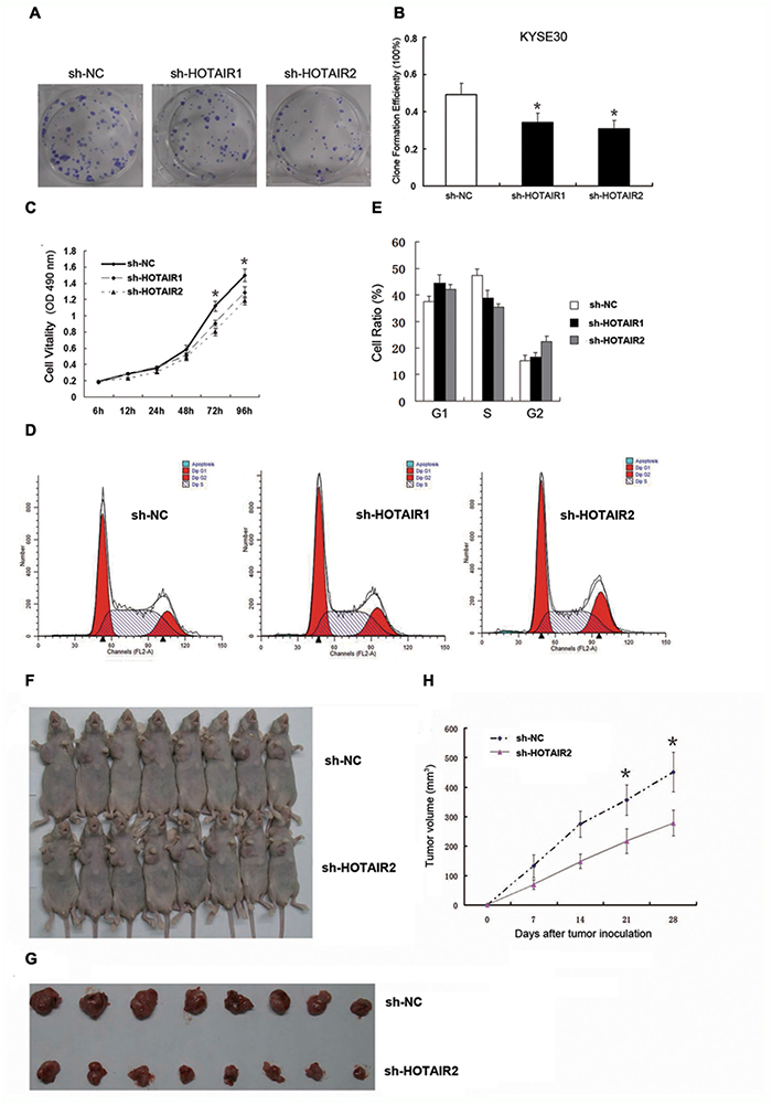 HOTAIR promoted cell proliferation in vitro and in vivo.