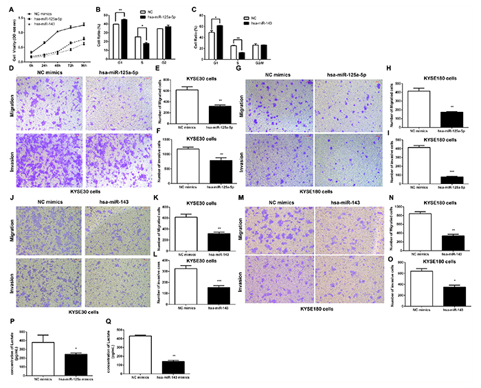 The effect of the HOTAIR/miR-125 and miR-143/HK2 axis on cell proliferation, invasion and migration in ESCC Cells.