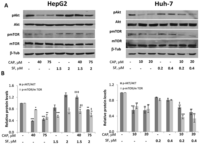Inhibition of Akt/mTOR pathway by capsaicin in HCC cells.