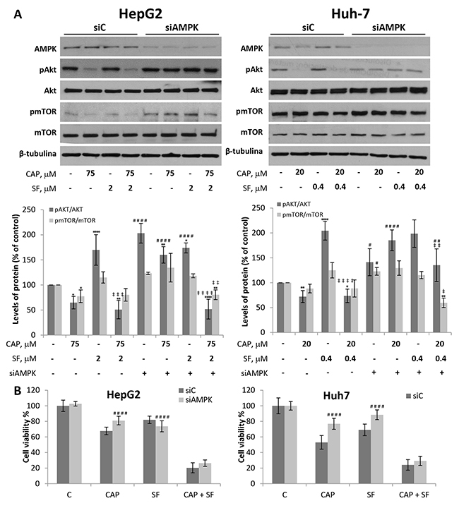 Downregulation of AMPK blocks capsaicin-induced Akt/mTOR and cell viability inhibition in HCC cells.